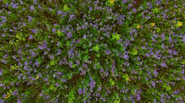 Bereketli bir çayır, çiçek açan kır çiçekleriyle canlanır. Mor ve sarı tonlarıyla. Güneş ışığı yeşilliklerden süzülür, sakin ve renkli bir manzara yaratır..