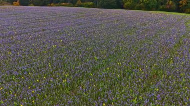 Mor kır çiçekleriyle dolu uçsuz bucaksız bir alan ufukta süzülen sarı çiçeklerle ve yemyeşil çiçeklerle çevrili, sonbaharın erken dönemlerinin huzur verici güzelliğini somutlaştırıyor..