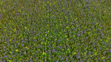Göz alabildiğince mor ve sarı kır çiçekleriyle dolu nefes kesici bir manzara, güneşli bir günde yemyeşil bir alanda renkli bir görüntü oluşturur..