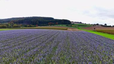 Mor çiçeklerin güzel tarlaları gri bir gökyüzünün altında serpilmiş, huzurlu kırsal bir ortamda sonbaharın zengin renklerini vurguluyor. Doğa bereketli güzelliğini hasat zamanı gösterir..