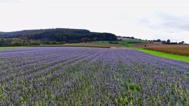 Uçsuz bucaksız lavanta çiçeklerinin sersemletici manzarası rüzgarda hafifçe sallanarak manzarayı doldurur. Etrafındaki tepeler bulutların tembelce sürüklenmesiyle huzurlu bir zemin oluşturur..