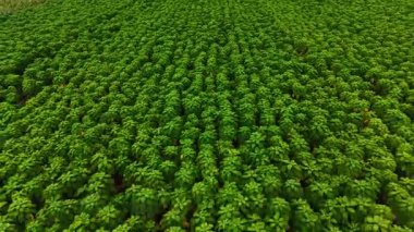 Geniş bir alan parlak öğle güneşi altında canlı yeşil bitkilerle dolup taşar. Yeşillik, serin bir zemin oluşturuyor. Doğanın güzelliğini ve bereketini sergiliyor..