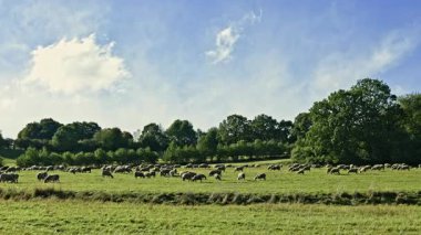 Temiz havada yeşil bir tarlada otlayan koyunlar. Ovada serbest kalan koyunlar. Tarlada koyun sürüsü.
