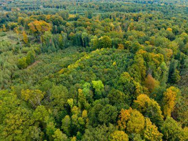 Yeşil ve altın ağaçların karışımı verimli bir sonbahar manzarası yaratır. Güneş ışığı yaprakların arasından süzülür, öğleden sonra doğanın barışçıl güzelliğini vurgular..