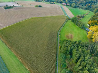 Nefes kesici bir manzara, parlak mavi bir gökyüzünün altında canlı yeşil ormanlarla çevrili engin altın ekin tarlalarını gösteriyor. Sahne, sonbaharda kırsal hayatın güzelliğini yakalar..