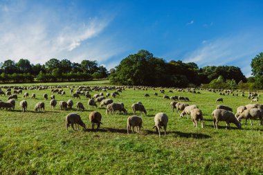 Koyunlar canlı yeşil bir çayıra dağılmış, parlak mavi gökyüzünün altında günlerinin tadını çıkarıyorlar. Arkadaki ağaçların arasından hafif bir meltem esiyor..