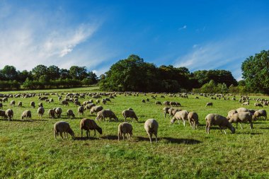 Geniş bir tarla, sıcak güneş ışığının tadını çıkaran otlayan koyunlarla doludur. Bereketli yeşillik onları çevrelemiş ve bu huzurlu kırsal alanda huzurlu bir atmosfer yaratmış..