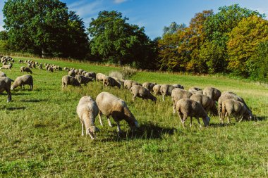 Yumuşak tüylü bir koyun sürüsü yemyeşil bir çayırda sakince otlar. Güneş ışıl ışıl parlıyor, güzel sonbahar renklerini gösteren ağaçları aydınlatıyor..