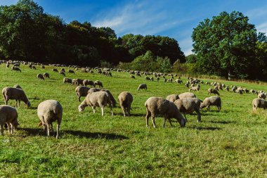 Tüylü koyunlar canlı yeşil bir arazide özgürce dolaşır, taze çimenlerde otlarken sıcak güneşin tadını çıkarırlar. Manzara uzun ağaçlarla kaplı, sakin kırsal bir manzara yaratıyor..