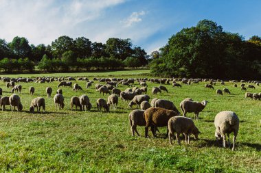 Güzel bir manzara, yüzlerce koyunun, parlak mavi gökyüzünün altında, tüylü bulutlarla yemyeşil çimlerde huzur içinde otladıklarını gösteriyor. Ağaçlar ufuk çizgisinde, sakin manzarayı tamamlıyor..