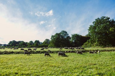 Koyunlar parlak mavi gökyüzünün altında canlı yeşil bir tarlada huzur içinde otlarlar, ağaçlar güzel bir zemin sağlar. Huzurlu manzara rahatlamayı ve yansımayı davet eder..