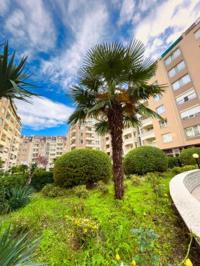 Bir palmiye ağacı, yeşil bir bahçe bölgesinde, yuvarlak çalılar ve binaların arasında yer alır. Gün ışığında gökyüzü bulutlarla mavidir..