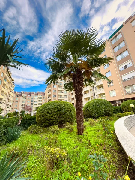 Bir palmiye ağacı, yeşil bir bahçe bölgesinde, yuvarlak çalılar ve binaların arasında yer alır. Gün ışığında gökyüzü bulutlarla mavidir..