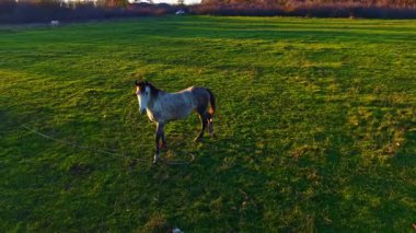 Göz kamaştırıcı gri bir at, yemyeşil bir tarlada zarif bir şekilde duruyor. Günbatımının sıcacık parıltısıyla aydınlanıyor. Doğanın etrafı huzurlu ve manzaralı. Huzurlu atmosferi geliştiriyor..