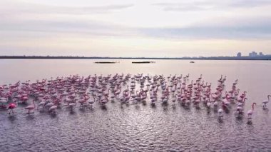 Gün batımında bir lagünün durgun sularında toplanan büyük bir flamingo sürüsünün parlak pembe tüyleri akşam gökyüzünün altın renklerini yansıtarak barışçıl bir atmosfer yaratıyor..
