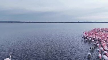 Flamingolar sığ sularda zarifçe yürürler. Canlı pembe tüyleri, çok sayıda toplandıkları için yüzeyde yansır. Huzurlu sabah atmosferi sahnenin güzelliğini arttırır..