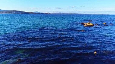 Ördekler gölün yüzeyinde zarifçe dolaşırken yumuşak dalgalar, parlak mavi gökyüzünün altında ufuk çizgisini çerçeveleyen dağlarla yavaşça dalgalanır..