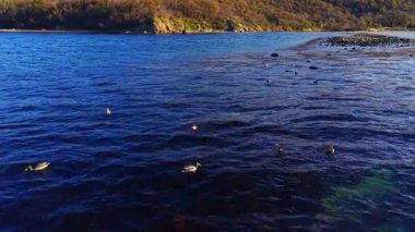 Sakin bir nehir boyunca zarif bir şekilde kürek çeken ördekleri yakalar. Sıcak günbatımı renklerini ve manzarayı çevreleyen canlı sonbahar yapraklarını yansıtan hafif dalgalarla..