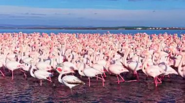 Büyük bir flamingo sürüsü sığ sularda yüzer, pembe tüyleri mavi gökyüzüne karşı tezat oluşturur. Sakin ortam bu kuşların alacakaranlıktaki doğal zarafetini sergiliyor..