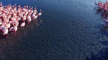 Büyük bir flamingo grubu sığ sularda bir arada duruyor, zarif siluetleri yüzeyde gölgeler oluştururken, birkaçı ise yakınlarda özgürce geziniyor, huzurlu manzaranın tadını çıkarıyor..