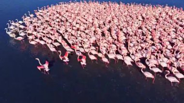Büyüleyici bir sahnede, sayısız flamingo bir araya geliyor, pembe tüyleri derin mavi sulara karşı tezat oluşturuyor, doğanın ahengi ve zarafetinin çarpıcı bir gösterisini yaratıyor..