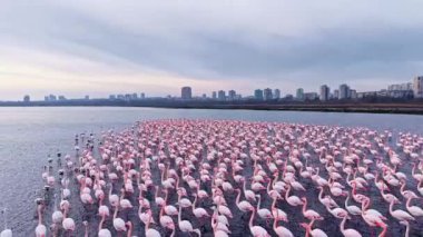 Büyük bir flamingo sürüsü sakin bir göl üzerinde toplanıyor alacakaranlığın yumuşak ışığı sahnenin üzerine hafif bir parıltı saçıyor. Şehir binaları, vahşi yaşam ve şehir hayatının bir karışımını gösteren ufku çerçeveler..