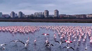 Parlak pembe flamingolar günbatımında modern gökyüzünün yanındaki sığ suları doldurur. Siluetleri, arka plandaki binalarla çok güzel tezat oluşturuyor. Eşsiz bir uyum yaratıyorlar..