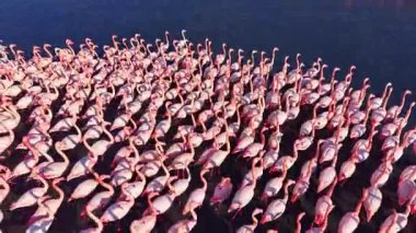 Geniş pembe flamingo sürüsü günbatımında sakin sularda zarifçe yürürler, doğal zarafet ve ahenk için nefes kesici bir manzara yaratırlar..