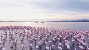Şafak sökerken sakin sulara çarpıcı bir flamingo topluluğu yayılıyor. Yumuşak ışık sahneyi yıkıyor, sulak arazinin dingin zeminine karşı canlı renklerini vurguluyor..