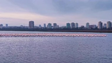 Düzinelerce flamingo, güneş batarken sakin bir sulak alanda zarifçe süzülüyor. Suyun üzerine yumuşak bir parıltı saçıyor ve şehrin gökyüzünü aydınlatıyor..