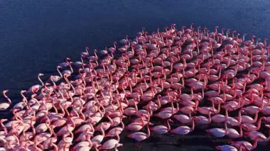 Büyük bir flamingo grubu, gün batımının ılık tonlarının altında suyu sakinleştirmek için toplanıyor. Parlak tüyleri, dingin mavi arkaplan karşısında, doğanın harikalarını gözler önüne seren güzel bir kontrastlık yaratır..
