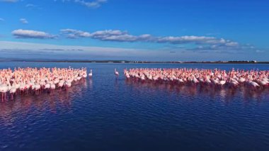 Canlı bir flamingo sürüsü sığ sularda zarif bir şekilde duruyor. Pembe tüyleri parlak güneşin altında parlıyor. Sahne, sakin bir öğleden sonra doğanın güzelliğini yakalar..
