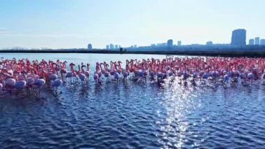 Yüzeysel sularda toplanan zarif flamingoların göz kamaştırıcı bir görüntüsü, parlak bir gökyüzünün altında ışıldayan yansımalarla ve uzak şehir siluetiyle çelişen canlı pembe tüyleri..