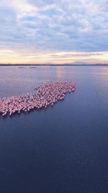 Büyük bir flamingo sürüsü arka planda yumuşak bir günbatımı ile birlikte suda hareket eder. Gökyüzü renkleri gösteriyor gün bu doğal ortamda sona ererken.