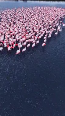 Gün batımında birçok pembe flamingo sakin suyun üzerinde birlikte duruyor. Kuşlar parlak renkleriyle karanlık sulara karşı çarpıcı bir sahne yaratırlar..