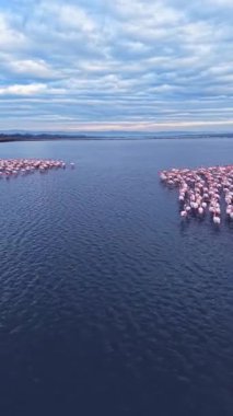 Bir flamingo sürüsü sığ sularda bir arada duruyor. Gökyüzü bulutlarla kaplı ve güneş ufuktan batıyor. Sahneye yumuşak bir ışık veriyor..