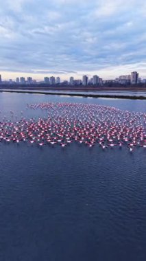 Flamingolar gün sona ererken büyük bir su kütlesi içinde toplanırlar. Arka planda bulutlu bir gökyüzünün altında bir şehir silueti görünür..