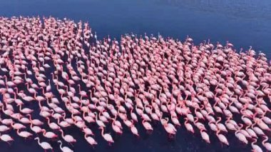 Durgun suda zarifçe yürürken canlı bir flamingo sürüsü belirir. Yumuşak akşam ışığına karşı pembe tonlarla dolu çarpıcı bir sahne yaratırlar..