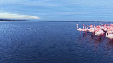 Canlı bir flamingo grubu sakin sularda zarif bir şekilde duruyor, alacakaranlıkta parıldayan yansımaları göl manzarasının üzerine yerleşiyor, doğanın güzelliğini ve huzurunu gösteriyor..