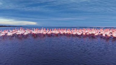 Flamingolar, dingin suları alacakaranlıkta dolduruyor. Canlı renkleri, akşam gökyüzünün yumuşak gölgelerine vuruyor. Doğanın güzelliğini gösterdiği gibi, atmosfer huzurlu..