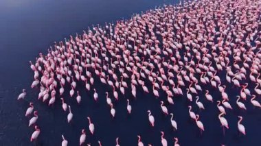 Binlerce canlı pembe flamingo, sakin suların ortasında sahne alıyor, siluetleri sıcak bir günbatımını yansıtıyor, doğanın ahengi nefes kesici bir manzara yaratıyor..