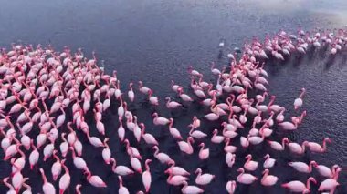 Yüzlerce flamingonun, sakin sularda yürürken yumuşak güneş ışığı altında parlayan canlı pembe tüyleri ile huzur dolu bir lagünün içinde bir araya gelmesiyle göz kamaştırıcı bir manzara ortaya çıkıyor..