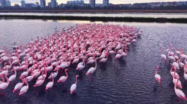 Canlı bir flamingo sürüsü sakin sularda yürür, canlı pembe tüyler sergilerken şehir arkaplanı ve altın günbatımı parlaklığıyla çelişir..