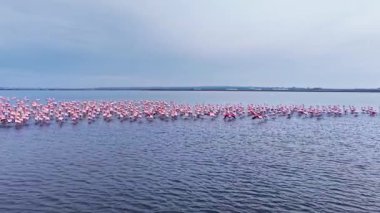 Flamingoların çarpıcı bir gösterisi alacakaranlık sırasında sakin lagünü doldurur. Zarif şekilleri yüzeye yansıyor ve gece yaklaşırken doğanın güzelliğinin canlı bir resmini çiziyorlar..