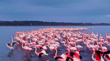 Büyük bir flamingo sürüsü günbatımında yansıtıcı bir gölde zarafetle yürürken sakin bir sahne ortaya çıkıyor. Canlı pembe tüyleri serin ve solgun ışıkla tezat oluşturuyor..