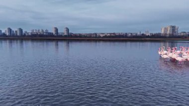 Renkli flamingolar sakin bir gölde alacakaranlığın yumuşak ışığını yansıtarak zarif bir şekilde dururlar. Uzaktan görkemli binalar yükselir, sakin bir sahnede doğa ve şehri harmanlarlar..