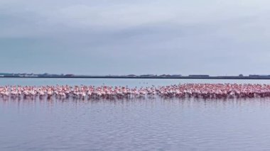 Sabahın erken saatlerinde yüzlerce flamingonun bir araya geldiği dingin bir göl yıkar. Pembe tüyleri durgun sulara yansıyarak huzur ve zarafetin büyüleyici bir sahnesini yaratır..