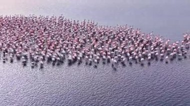 Şafak vakti yüzlerce flamingonun sakin sularda toplanmasıyla göz kamaştırıcı bir manzara ortaya çıkıyor. Canlı pembe tüyleri, yumuşak sabah ışığına karşı nefes kesici bir kontrast oluşturuyor..