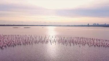 Çok sayıda flamingo sığ sularda toplanırken nefes kesici bir manzara beliriyor. Renkleri pembe ve turuncu tonlarını yansıtıyor..