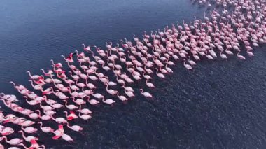 Huzurlu göl boyunca zarif bir şekilde hareket eden sayısız flamingoyu görünce keyiflendiler. Pembe tüyleri, akşam gökyüzünün ılık renklerini yansıtıyordu..